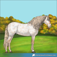 Horse Color:Red Ice Roan Rabicano
