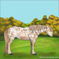 Horse Color:Red Ice Roan Rabicano 