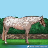 Horse Color:Red Ice Roan Rabicano
