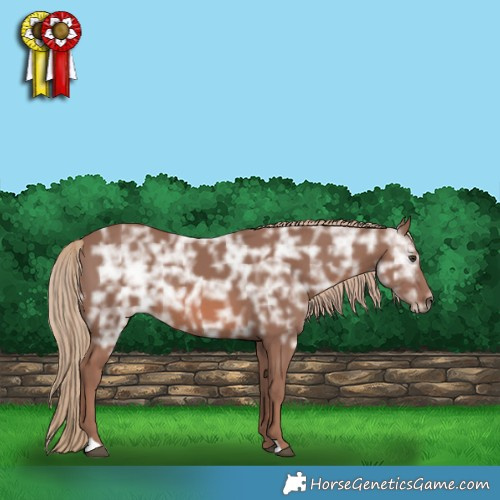 Horse Color:Chestnut Ice Rabicano 