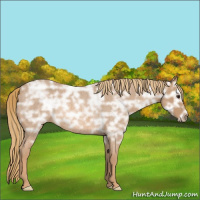 Horse Color:Red Ice Roan Rabicano 