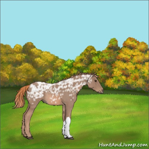 Horse Color:Red Ice Roan Rabicano 