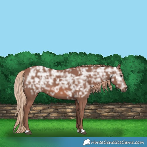 Horse Color:Chestnut Ice Rabicano 