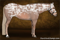 Horse Color:Red Ice Roan Rabicano 