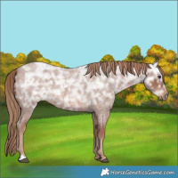 Horse Color:Red Ice Roan Rabicano 