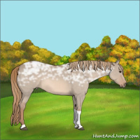 Horse Color:Red Dun Ice Roan Tobiano Rabicano