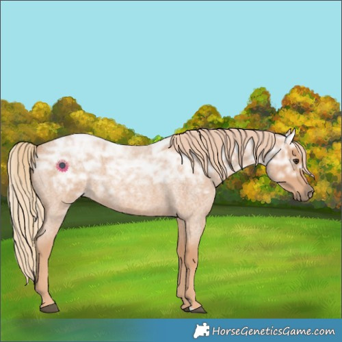 Horse Color:Red Ice Roan Rabicano 