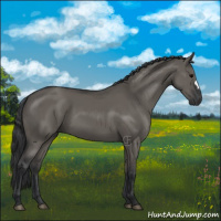 Horse Color:Grullo 