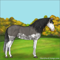 Horse Color:Grullo Sabino Splash  and Grullo Sabino Splash 