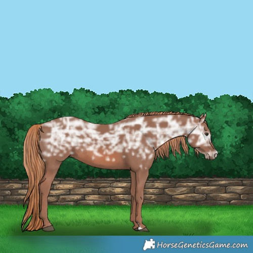 Horse Color:Chestnut Ice Rabicano 