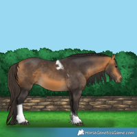 Horse Color:Buckskin Tobiano 
