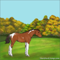 Horse Color:Buckskin Tobiano 