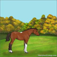 Horse Color:Buckskin Tobiano 