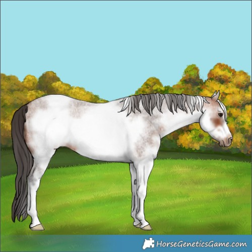 Horse Color:White Spotted Bay Roan Frame 