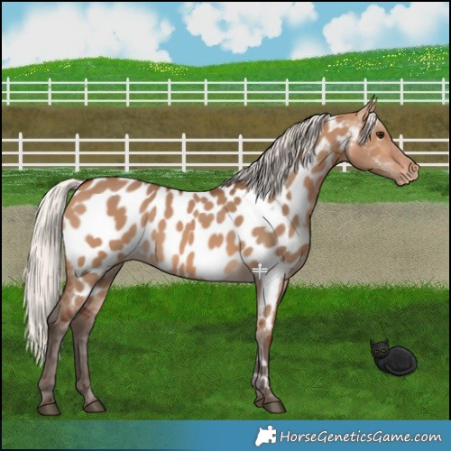 Horse Color:Silver Brown Dun Appaloosa 
