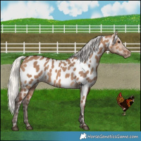 Horse Color:Silver Brown Dun Near Leopard 