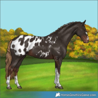 Horse Color:Liver Chestnut Tobiano Appaloosa 