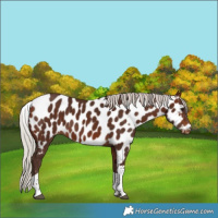 Horse Color:Silver Brown Tobiano Appaloosa 
