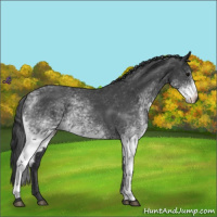 Horse Color:White Spotted Blue Roan 