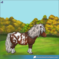 Horse Color:Silver Bay Tobiano Appaloosa 