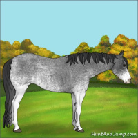 Horse Color:White Spotted Blue Roan 