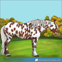 Horse Color:Silver Bay Tobiano Near Leopard 