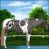 Horse Color:Liver Chestnut Tobiano Appaloosa