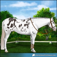 Horse Color:Liver Chestnut Tobiano Appaloosa 