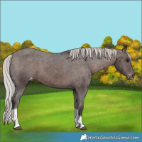 Horse Color:Silver Brown Tobiano Appaloosa