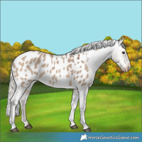 Horse Color:Silver Brown Dun Tobiano Appaloosa 