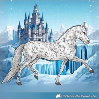 Horse Color:Silver Brown Tobiano Appaloosa