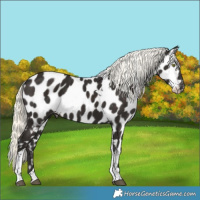 Horse Color:Liver Chestnut Mushroom Tobiano Appaloosa 