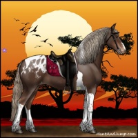 Horse Color:Liver Chestnut Tobiano Appaloosa 