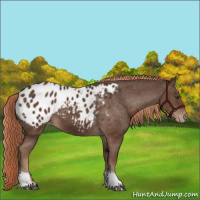 Horse Color:Liver Chestnut Tobiano Appaloosa 