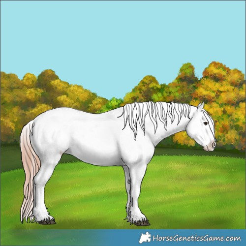 Horse Color:Liver Red Dun Tobiano Appaloosa