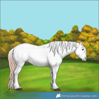 Horse Color:Liver Red Dun Tobiano Appaloosa 