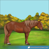 Horse Color:Chestnut 