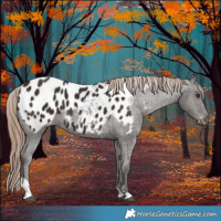 Horse Color:Liver Chestnut Tobiano Appaloosa 