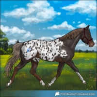 Horse Color:Liver Chestnut Tobiano Appaloosa