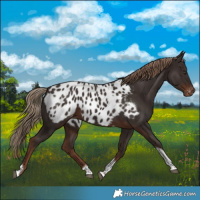 Horse Color:Liver Chestnut Tobiano Appaloosa 