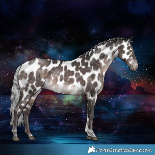 Horse Color:Platinum Silver Brown Sabino Tobiano Appaloosa 
