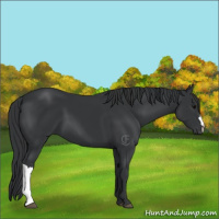 Horse Color:Black 