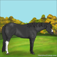 Horse Color:Black 
