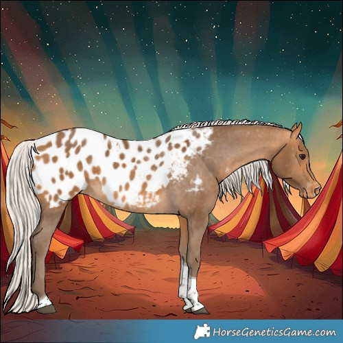 Horse Color:Silver Buckskin Tobiano Appaloosa 