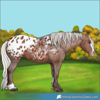Horse Color:Silver Bay Splash Tobiano Appaloosa