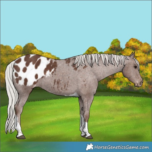 Horse Color:Silver Black Tobiano Appaloosa 