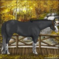 Horse Color:Black  and Black Splash 