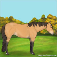 Horse Color:Buckskin 
