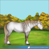 Horse Color:Gray Chestnut 