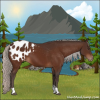 Horse Color:Silver Brown Tobiano Appaloosa 